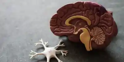 Eğitim Videoları